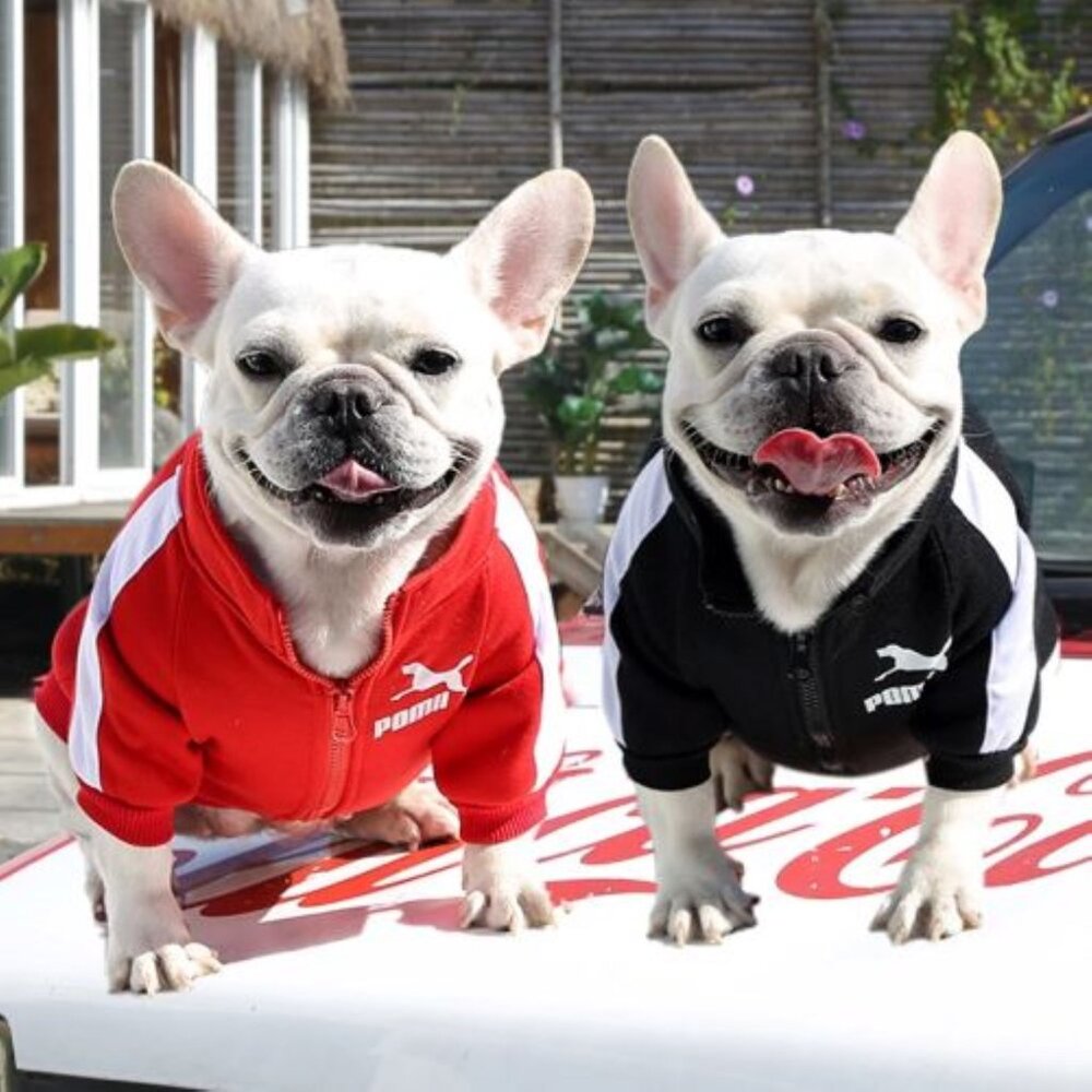 Dog/Puppy Pet-RED L POMII Designer Inspired Fleece Zip Up Jacket Coat Apparel